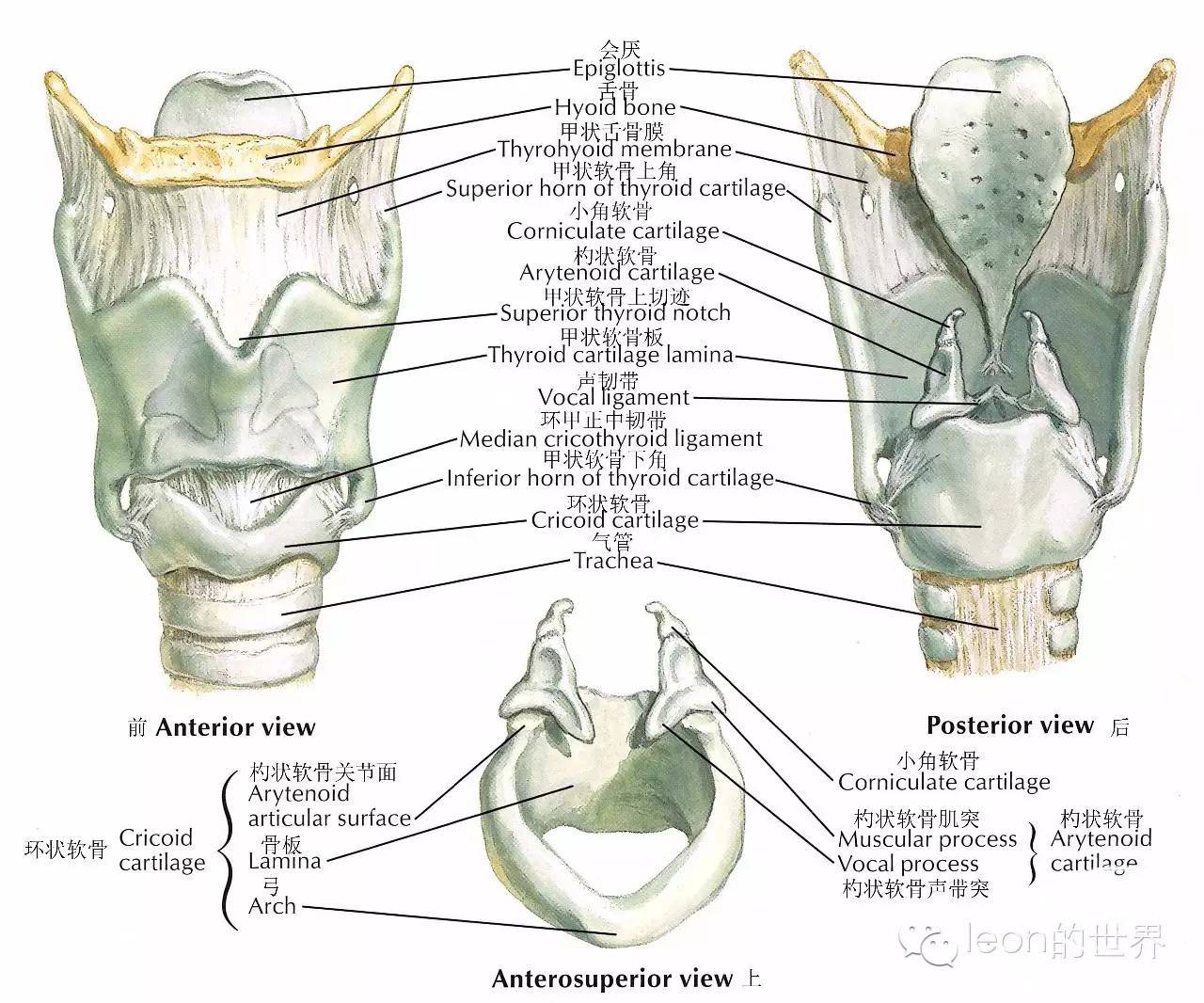 图5—10 甲状软骨 (前面观)-眼耳鼻喉-医学