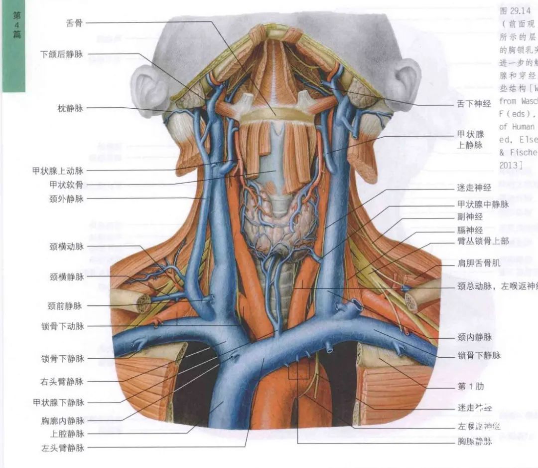 图36 锁骨-人体解剖组织学-医学