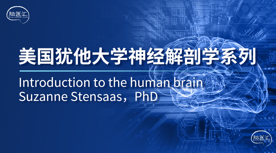 美国犹他大学神经解剖学系列.jpg