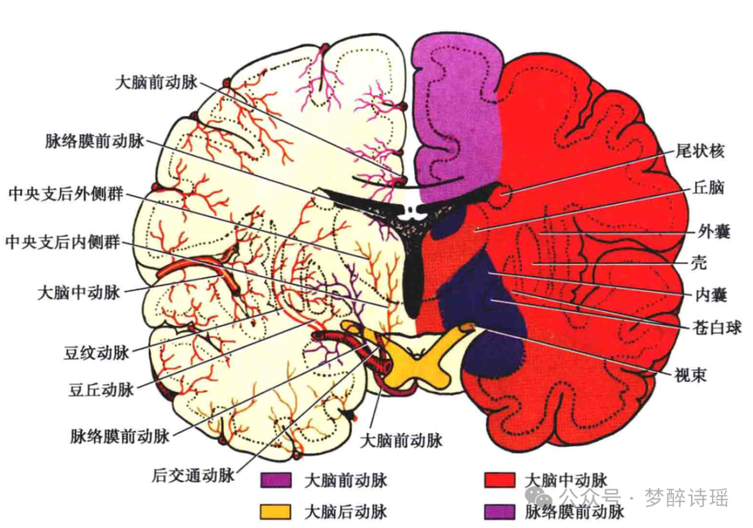 大脑中动脉解剖图谱图片