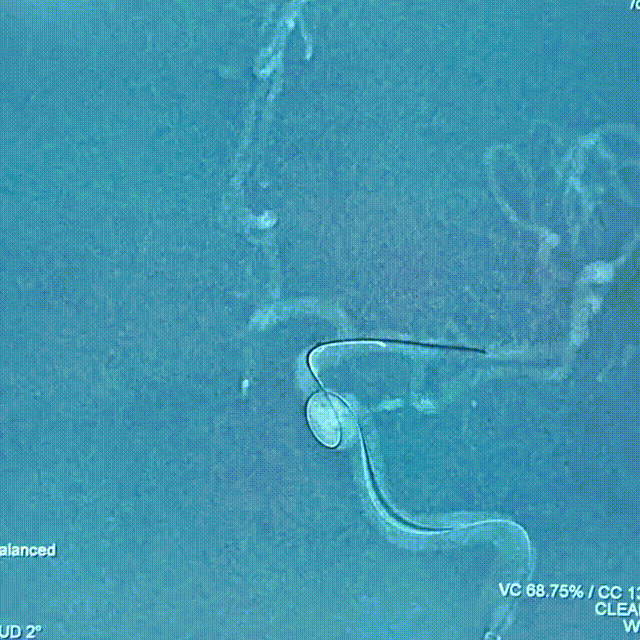 media11 00_00_00-00_00_30.gif