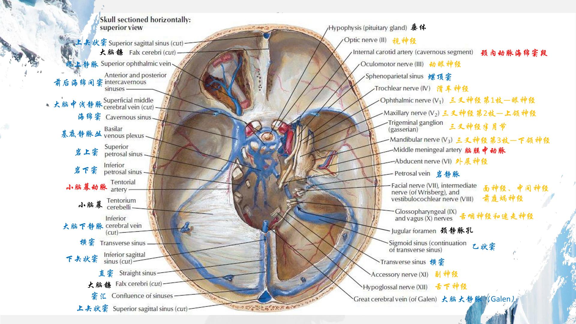 颅内外静脉血管解剖模式图解剖图影像图