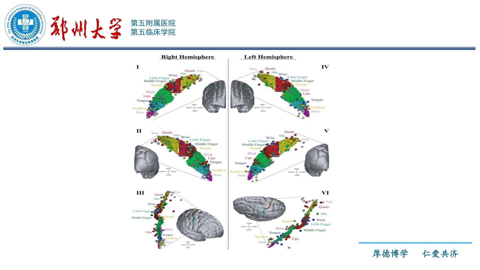 中央沟及毗邻结构的显微解剖 - 脑医汇