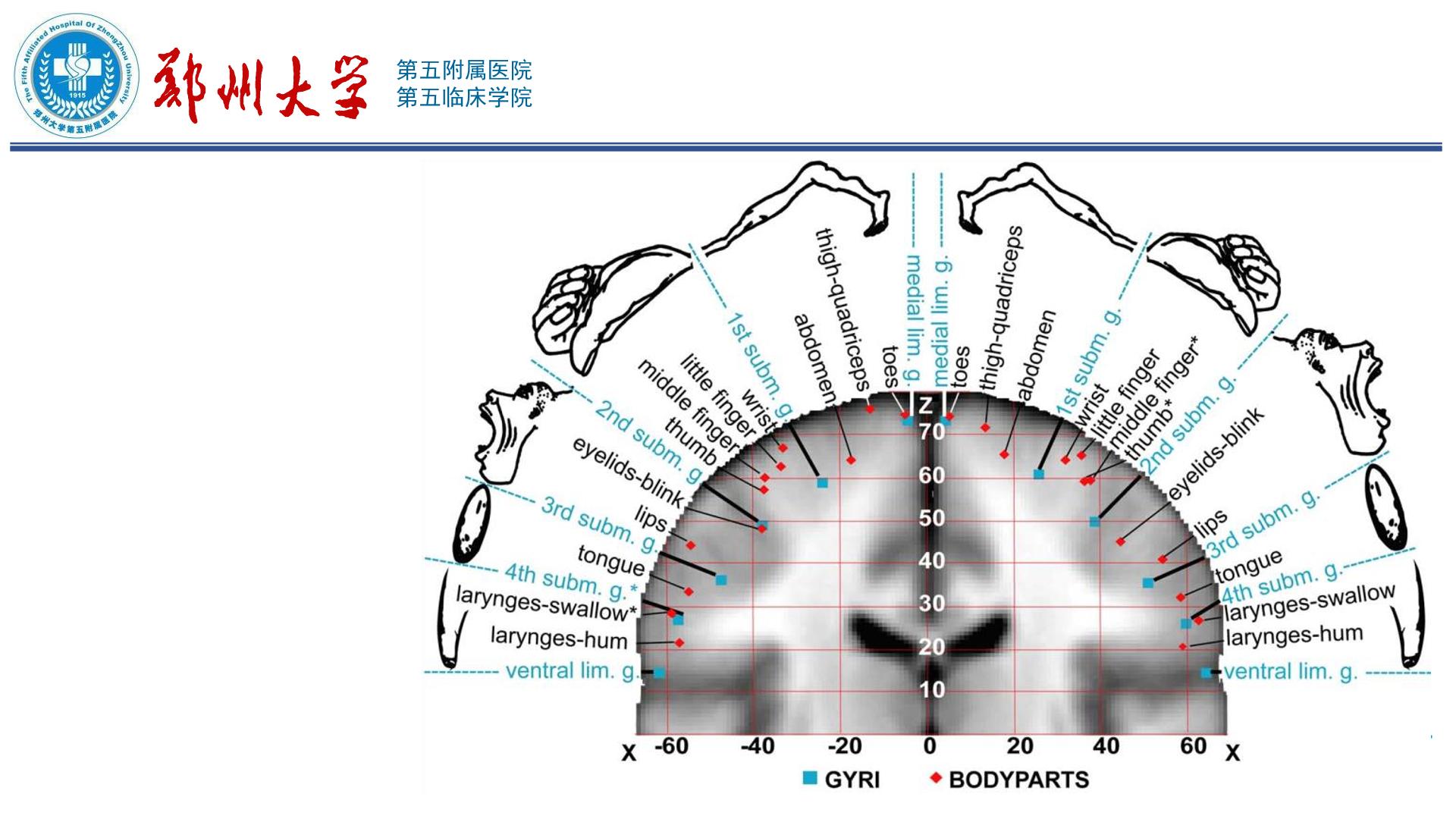中央沟及毗邻结构的显微解剖 - 脑医汇