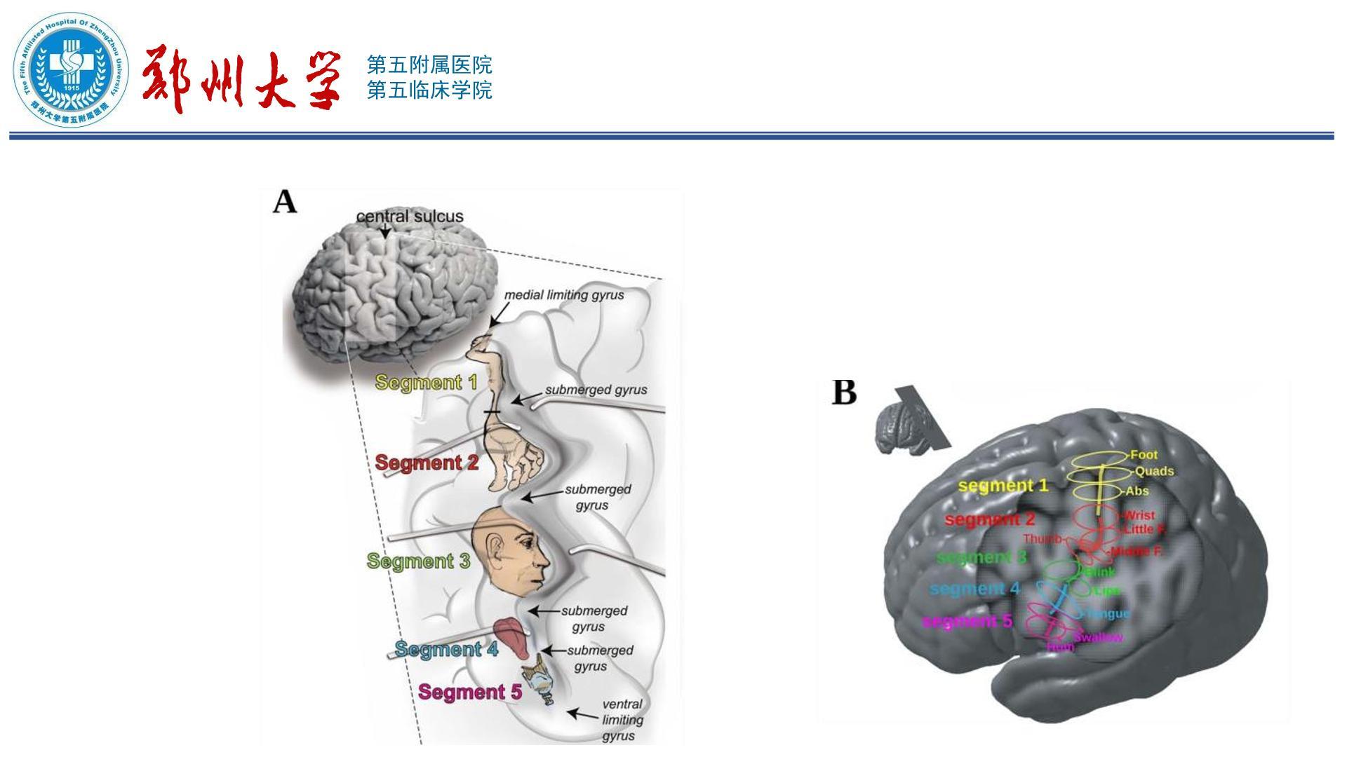 中央沟及毗邻结构的显微解剖 - 脑医汇