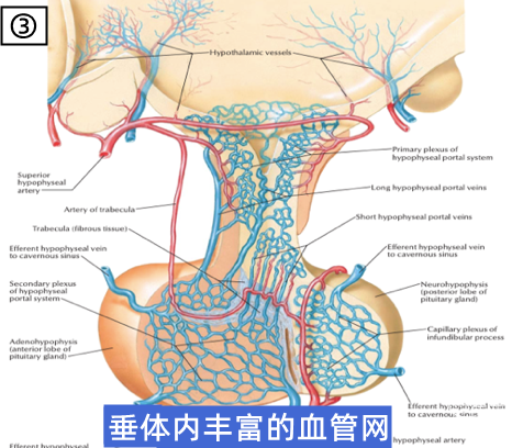 垂體泌乳素腺瘤的四線治療