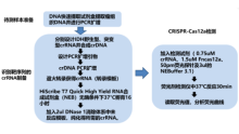 【中国声音】应用Crispr-Cas12a快速检测成人弥漫性胶质瘤异柠檬酸脱氢酶1突变