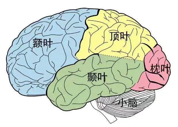 脑.jpg
