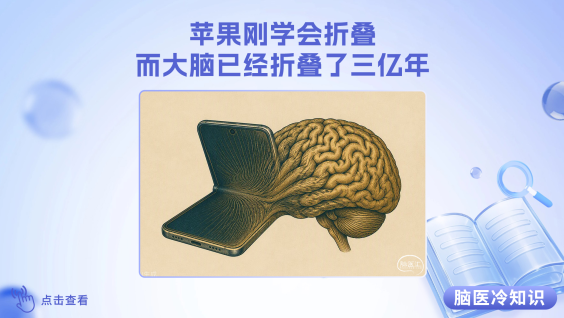 【脑医冷知识】苹果刚学会折叠，而大脑已经折叠了三亿年